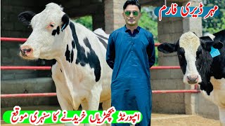 imported Heifers For sale in Punjab  Best Heifers Ever  Top class Heifers  11 July 2024 [upl. by Naamann]