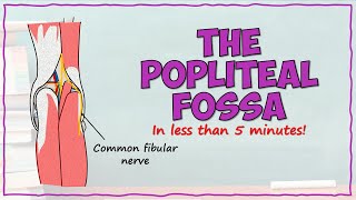 The Popliteal Fossa [upl. by Bezanson]