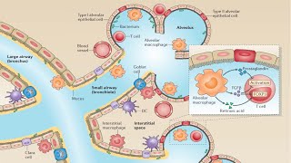 Barrier Surfaces of the Innate Immune System [upl. by Kisung]