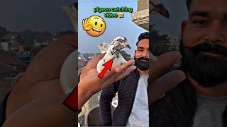 pigeon catching video 👍  pigeontips pigeon kabootar shorts [upl. by Bradeord30]