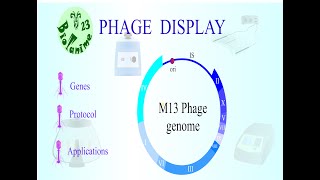 PHAGE DISPLAY [upl. by Auhsohey622]