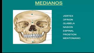 FONTANELAS Y PUNTOS CRANEOMÉTRICOS [upl. by Slaohcin]