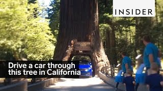 You can drive your car through this tree in California [upl. by Sopher]