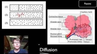 Transport Across Cell Membranes [upl. by Babara]