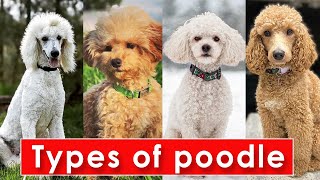 Different Types of Poodle Dog Breeds  Types of Poodle Dog  Poodle Dog Types [upl. by Joh]