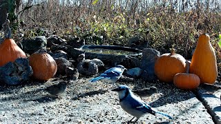 Bird Feeder 11072024 [upl. by Haneehs]