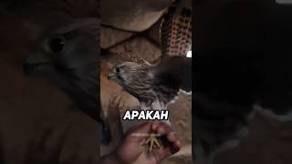 Beginilah cara gila menangkap burung predator ‼️ [upl. by Flavius908]