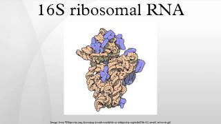 16S ribosomal RNA [upl. by Bibbie]