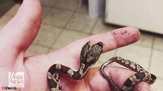 Two headed snake discovered in backyard [upl. by Heuser]