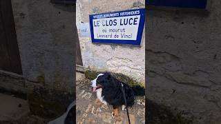 The Clos Luce Castle with Bernese Mountain Dog shorts [upl. by Ennoira56]