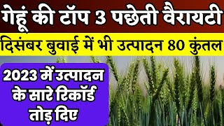 गेहूं की टॉप 3 पछेती वैरायटी  Gehu ki pacheti variety  gehu ki late variety  gehu ki best variety [upl. by Adnaugal]