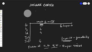 The Insular Cortex Anatomy [upl. by Carlick]