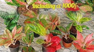 aglaonema combo including cc 1000 contact no 7558048200 [upl. by Karalynn]