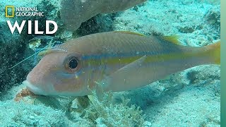 These Shrimp Are a CleanUp Crew For Dirty Fish  Nat Geo Wild [upl. by Blain]