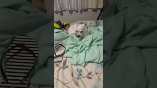 Caught my dog wanted to destroy my tsinelas chihuahua doglife ofw [upl. by Ajiram]