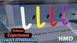 Science experiment  Yeast Fermentation [upl. by Benton507]