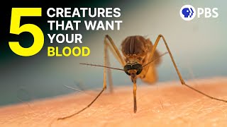 The Bizarre Biology of 5 Bloodsucking Creatures  Deep Look [upl. by Lenka]