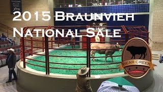 Braunvieh National Sale 2015 Fort Worth TX [upl. by Favianus]