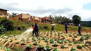 SALVATOR NTAKIRUTIMANA FROM AEERWANDA IS SHOWING FARMERS OF GISAGARA REAL WAY OF IRRIGATING [upl. by Eiramik]