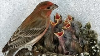 A Fascinating Look at Baby House Finches TimeLapse Video with Live Nest Cam [upl. by Demeyer]