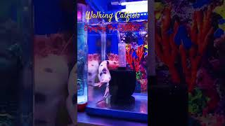 MMA Shorts  Walking Catfish from Shop to Home Se7S6p catfish aquariumfish aquarium monsterfish [upl. by Egan248]