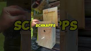 HIDDEN GEMS of the Forest Schnapps in Birdhouses [upl. by Tioneb]