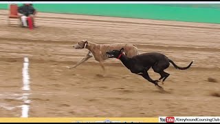 carrera de galgos 2024  greyhound race  dog racing [upl. by Zednanreh]