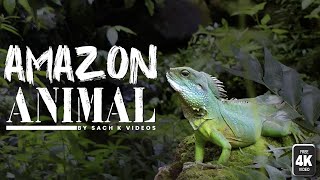 Amazon Lizard video forest foryou lizard animals jungle amazon [upl. by Bannister]