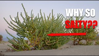 Rare Plant Ecology Salty Plants [upl. by Haldane]