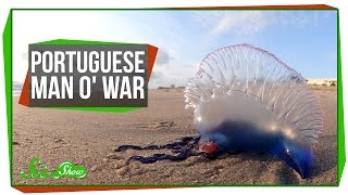 Portuguese Man o War An Organism Made of Organisms [upl. by Benedic]