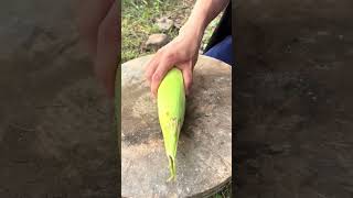 Cutting process of corn cob [upl. by Floro]