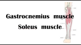 Gastrocnemius muscle Soleus muscle palpation and projection [upl. by Erehs]