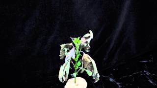 Paraquat SOA 22 giant ragweed angle 2 [upl. by Alyacim]