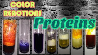 Color reactions of Proteins  Biochemistry series [upl. by Aiekan525]