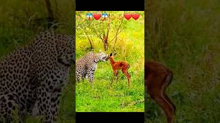 How to Cheetah Love and Baby Cubs 😘❤ shorts short animalshorts wildlife ytshorts cheetah [upl. by Cam]