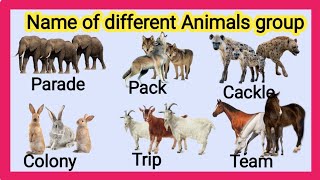 Group name of Animals collective nouns for animals  name of animals Group  animal vocabulary [upl. by Dorcy656]