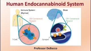 Human Endocannabinoid System [upl. by Anitnauq]