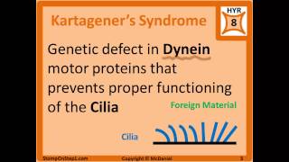 ChediakHigashi Syndrome ICell Disease Kartageners Microtubules Inclusion Cell Disease [upl. by Topliffe651]