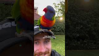 Wild Lorikeet Gets All His Friends To Visit This Guy  The Dodo [upl. by Nahtanoj720]