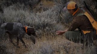 Chukar Hunting is All for the Birddog [upl. by Manus]