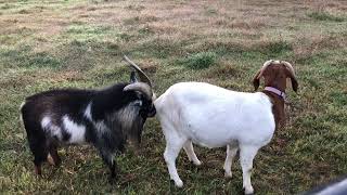 Breeding Boer Goats to a Mini Buck VLOG025 [upl. by Yedrahs]