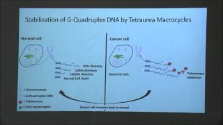 The stabilization of telomeric GQuadruplex DNA by tetraurea macrocycles UB3MT [upl. by Keene]