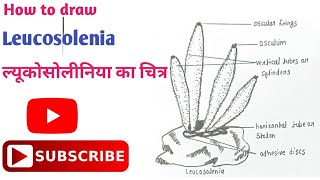 How to draw Leucosolenia Diagram  ल्यूकोसोलीनिया का चित्र  Phylum Porifera  leucosolenia easy [upl. by Weaks]