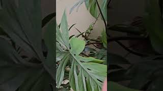 My monstera plant KAARIGIRIbyMayuriPatel plants houseplants gardening [upl. by Dayiz]