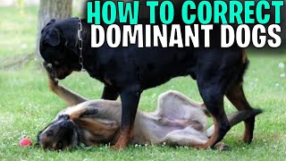 How To Correct Dominant Dogs [upl. by Enois107]