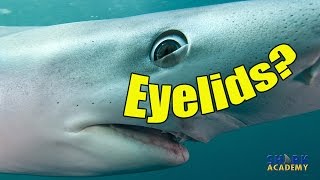 Shark Eyesight  SHARK ACADEMY [upl. by Ainesell]