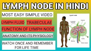 Lymph Node  Lymph Node in Hindi  Lymphatic System [upl. by Berry]