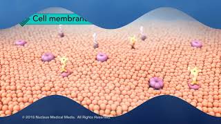 Structure of the Cell Membrane [upl. by Haissi]