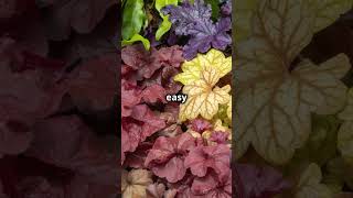 Evergreen Color for All Seasons 🌈🌿heuchera evergreenplants gardeningtips [upl. by Khalin]