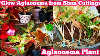 How To Propagate Aglaonema Plant from Stem Cuttings  Aglaonema Plant Repotting [upl. by Jamille]